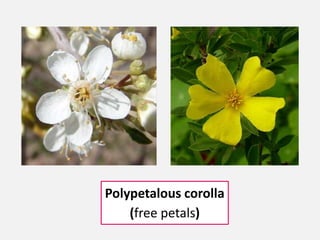 Polypetalous corolla
(free petals)
 