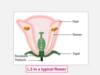 L.S in a typical flower
 