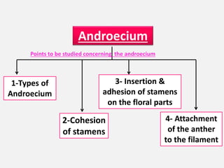 Androecium
1-Types of
Androecium
2-Cohesion
of stamens
3- Insertion &
adhesion of stamens
on the floral parts
4- Attachment
of the anther
to the filament
Points to be studied concerning the androecium
 
