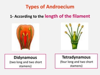 Types of Androecium
1- According to the length of the filament
Didynamous
(two long and two short
stamens)
Tetradynamous
(four long and two short
stamens)
 