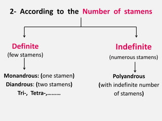 2- According to the Number of stamens
Definite
(few stamens)
Indefinite
(numerous stamens)
Monandrous: (one stamen)
Diandrous: (two stamens)
Tri-, Tetra-,………
Polyandrous
(with indefinite number
of stamens)
 