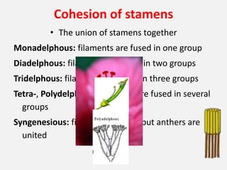 Cohesion of stamens
• The union of stamens together
Monadelphous: filaments are fused in one group
Diadelphous: filaments are fused in two groups
Tridelphous: filaments are fused in three groups
Tetra-, Polydelphous: filaments are fused in several
groups
Syngenesious: filaments are free but anthers are
united
 