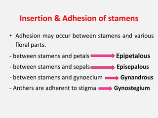 Insertion & Adhesion of stamens
• Adhesion may occur between stamens and various
floral parts.
- between stamens and petals Epipetalous
- between stamens and sepals Episepalous
- between stamens and gynoecium Gynandrous
- Anthers are adherent to stigma Gynostegium
 