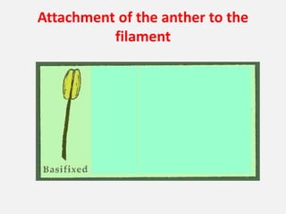 Attachment of the anther to the
filament
 