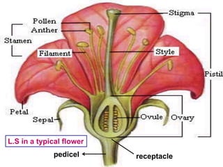 receptaclepedicel
L.S in a typical flower
 