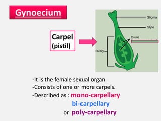 Gynoecium
Carpel
(pistil)
-It is the female sexual organ.
-Consists of one or more carpels.
-Described as : mono-carpellary
bi-carpellary
or poly-carpellary
 