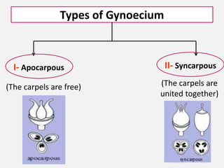 Types of Gynoecium
I- Apocarpous II- Syncarpous
(The carpels are free) (The carpels are
united together)
 