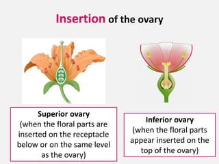 Insertion of the ovary
Inferior ovary
(when the floral parts
appear inserted on the
top of the ovary)
Superior ovary
(when the floral parts are
inserted on the receptacle
below or on the same level
as the ovary)
 