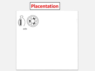 Placentation
 