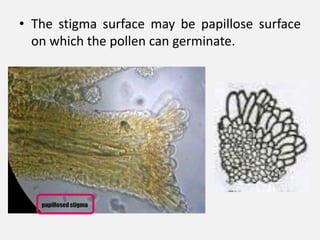 • The stigma surface may be papillose surface
on which the pollen can germinate.
 