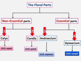 The Floral Parts
Non-Essential parts Essential parts
Calyx Corolla Androecium
Gynoecium
Unit sepal Unit petal
Unit stamen Unit carpel
1 2 3
4
 