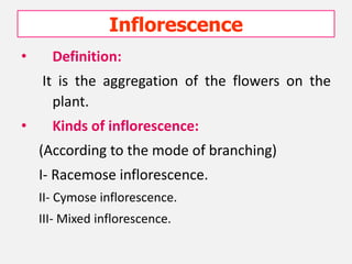 Inflorescence
• Definition:
It is the aggregation of the flowers on the
plant.
• Kinds of inflorescence:
(According to the mode of branching)
I- Racemose inflorescence.
II- Cymose inflorescence.
III- Mixed inflorescence.
 