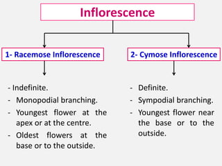 Inflorescence
- Indefinite.
- Monopodial branching.
- Youngest flower at the
apex or at the centre.
- Oldest flowers at the
base or to the outside.
1- Racemose Inflorescence 2- Cymose Inflorescence
- Definite.
- Sympodial branching.
- Youngest flower near
the base or to the
outside.
 