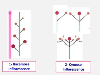 1- Racemose
Inflorescence
2- Cymose
Inflorescence
 