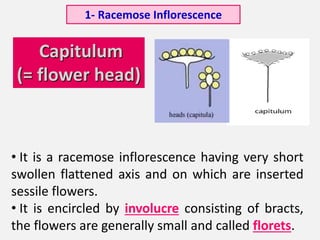 Capitulum
(= flower head)
• It is a racemose inflorescence having very short
swollen flattened axis and on which are inserted
sessile flowers.
• It is encircled by involucre consisting of bracts,
the flowers are generally small and called florets.
1- Racemose Inflorescence
 