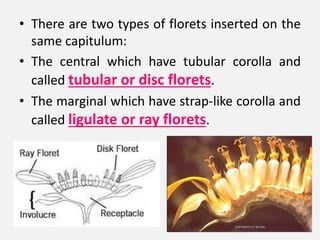 • There are two types of florets inserted on the
same capitulum:
• The central which have tubular corolla and
called tubular or disc florets.
• The marginal which have strap-like corolla and
called ligulate or ray florets.
 