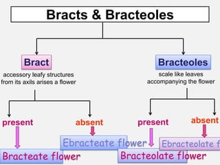 Bracts & Bracteoles
Bract Bracteoles
accessory leafy structures
from its axils arises a flower
scale like leaves
accompanying the flower
present presentabsent absent
Bracteate flower
Ebracteate flower
Bracteolate flower
Ebracteolate f
 