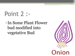 Point 2 :-
•In Some Plant Flower
bud modified into
vegetative Bud
 