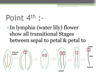 Point 4th :-
•In lymphia (water lily) flower
show all transitional Stages
between sepal to petal & petal to
stamen
 