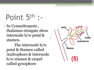 Point 5th :-
• In Cynandropesis ,
thalamus elongate show
internode b/w petal &
stamen.
The internode b/w
petal & Stamen called
Androphore & internode
b/w stamen & carpel
called gynophore
 