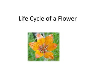 Life Cycle of a Flower 