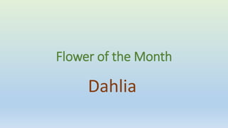 Flower of the Month
Dahlia
 