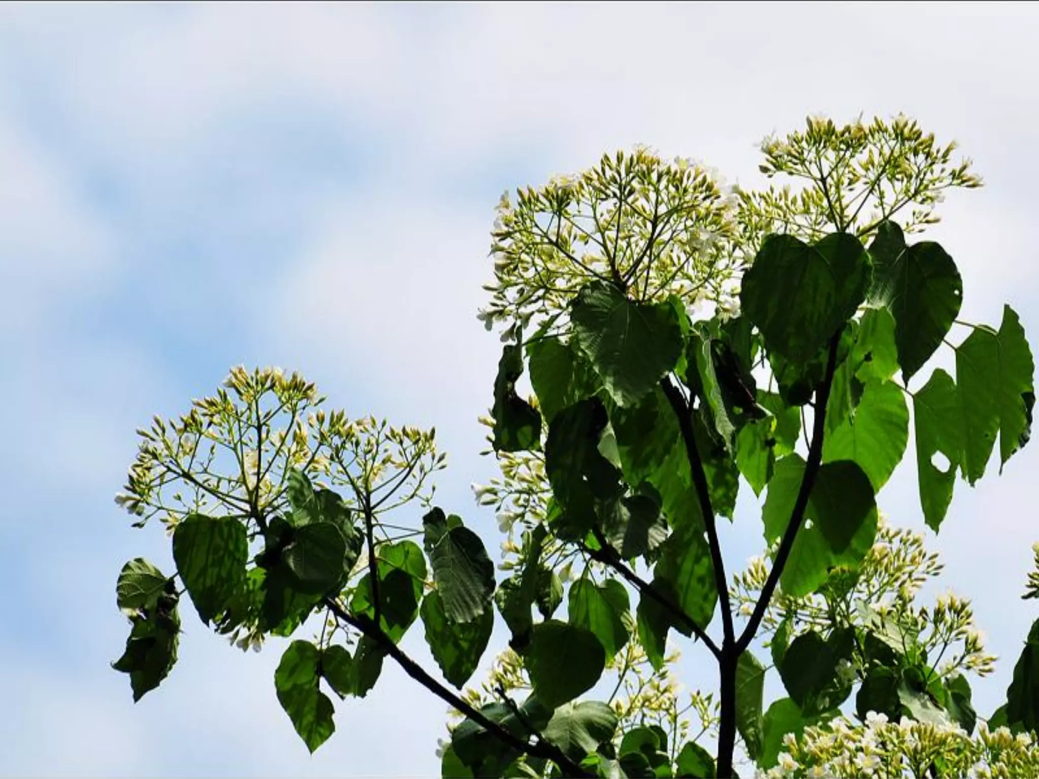 桐花 Flower of Tung Oil Tree | PDF