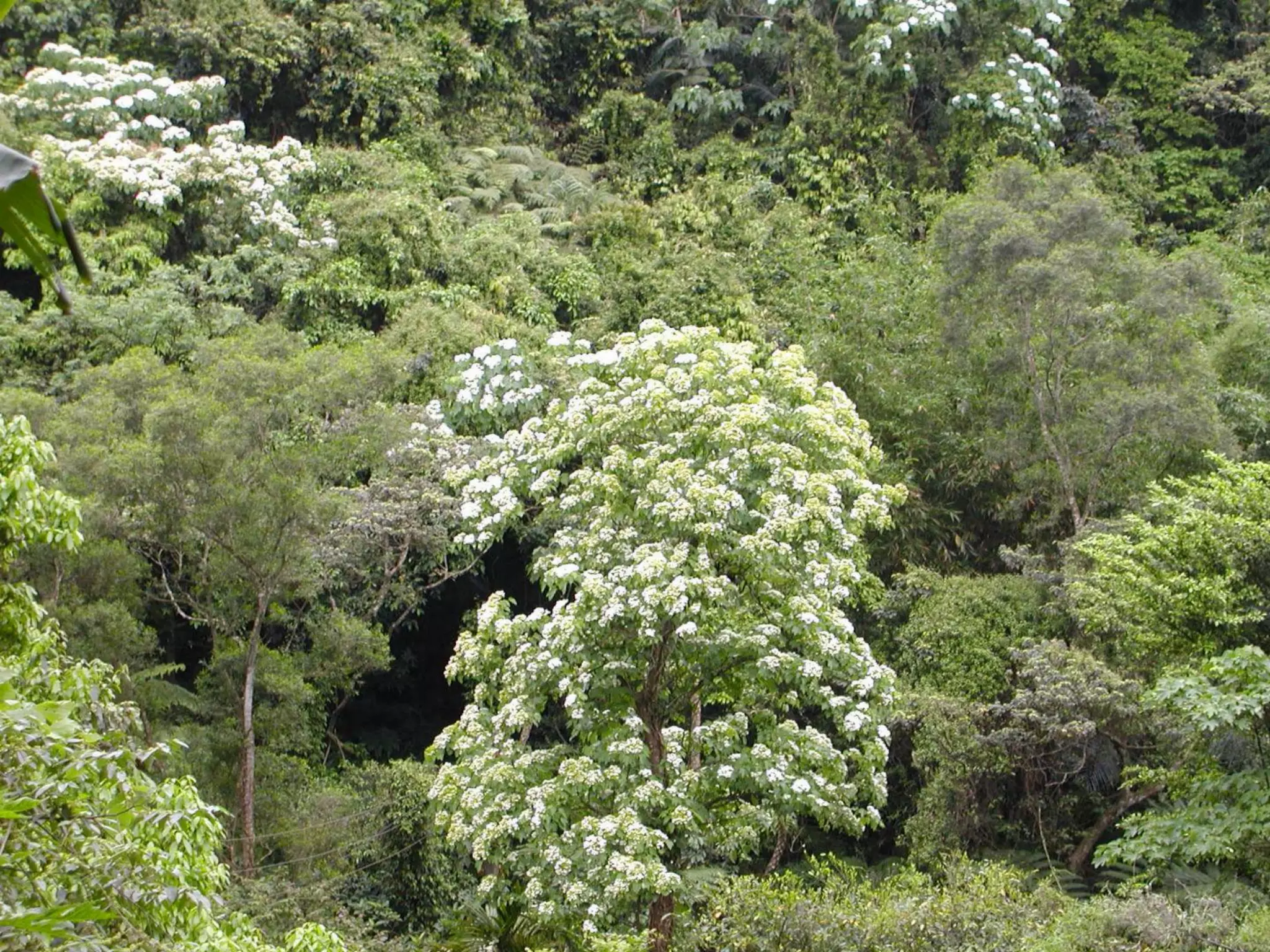 桐花 Flower of Tung Oil Tree | PDF