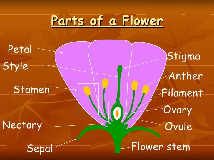 Flower parts