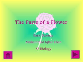 The Parts of a Flower
Basic Science
Muhammad Iqbal Khan
SS Biology
 