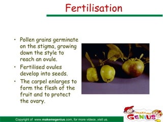 Fertilisation


• Pollen grains germinate
  on the stigma, growing
  down the style to
  reach an ovule.
• Fertilised ovules
  develop into seeds.
• The carpel enlarges to
  form the flesh of the
  fruit and to protect
  the ovary.


Copyright of www.makemegenius.com, for more videos ,visit us.
 