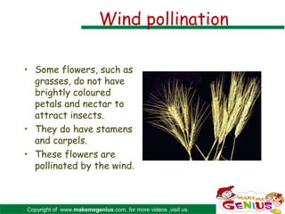 Wind pollination

• Some flowers, such as
  grasses, do not have
  brightly coloured
  petals and nectar to
  attract insects.
• They do have stamens
  and carpels.
• These flowers are
  pollinated by the wind.



Copyright of www.makemegenius.com, for more videos ,visit us.
 