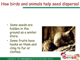 How birds and animals help seed dispersal




   • Some seeds are
     hidden in the
     ground as a winter
     store.
   • Some fruits have
     hooks on them and
     cling to fur or
     clothes.

   Copyright of www.makemegenius.com, for more videos ,visit us.
 
