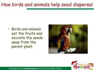 How birds and animals help seed dispersal




   • Birds and animals
     eat the fruits and
     excrete the seeds
     away from the
     parent plant.




   Copyright of www.makemegenius.com, for more videos ,visit us.
 