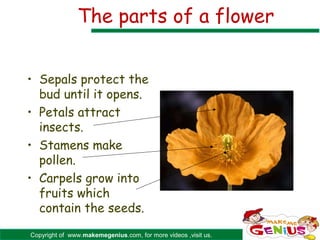 The parts of a flower


• Sepals protect the
  bud until it opens.
• Petals attract
  insects.
• Stamens make
  pollen.
• Carpels grow into
  fruits which
  contain the seeds.

Copyright of www.makemegenius.com, for more videos ,visit us.
 