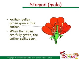 Stamen (male)

• Anther: pollen
  grains grow in the
  anther.
• When the grains
  are fully grown, the
  anther splits open.




Copyright of www.makemegenius.com, for more videos ,visit us.
 