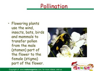 Pollination

• Flowering plants
  use the wind,
  insects, bats, birds
  and mammals to
  transfer pollen
  from the male
  (stamen) part of
  the flower to the
  female (stigma)
  part of the flower.
Copyright of www.makemegenius.com, for more videos ,visit us.
 