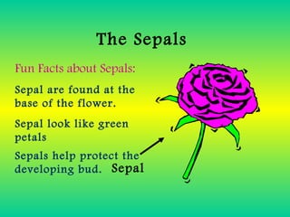 The Sepals
Sepal
Fun Facts about Sepals:
Sepal are found at the
base of the flower.
Sepal look like green
petals
Sepals help protect the
developing bud.
 