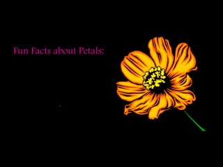 The Petals
Petal
Fun Facts about Petals:
Petals are the colorful
part of a flower.
Petals attract
pollinators.
 