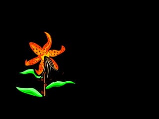 The Stamen
Stamen
Stamen are the Male
reproductive organs
of a flower.
The stamen produce
the Male sex cells
called pollen cells.
 