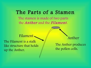 The Parts of a Stamen
The stamen is made of two parts
the Anther and the Filament.
Anther
Filament
The Filament is a stalk
like structure that holds
up the Anther.
The Anther produces
the pollen cells.
 