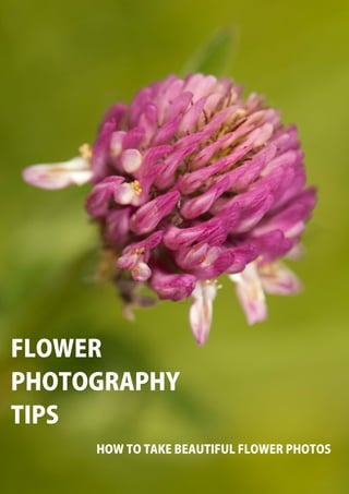 FLOWER
PHOTOGRAPHY
TIPS
     HOW TO TAKE BEAUTIFUL FLOWER PHOTOS
 