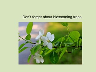 Don’t forget about blossoming trees. 
 