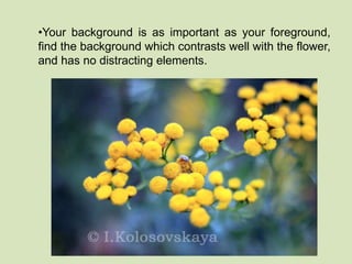•Your background is as important as your foreground, 
find the background which contrasts well with the flower, 
and has no distracting elements. 
 