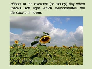 •Shoot at the overcast (or cloudy) day when 
there’s soft light which demonstrates the 
delicacy of a flower. 
 