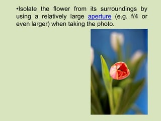 •Isolate the flower from its surroundings by 
using a relatively large aperture (e.g. f/4 or 
even larger) when taking the photo. 
 