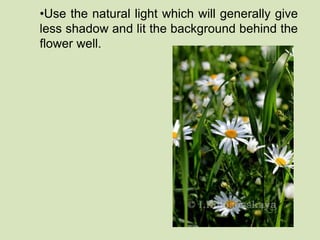 •Use the natural light which will generally give 
less shadow and lit the background behind the 
flower well. 
 