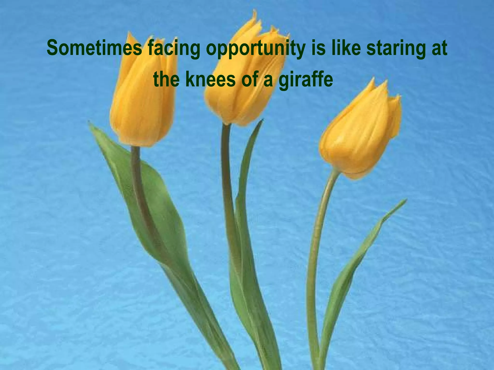 Sometimes facing opportunity is like staring at the knees of a giraffe   