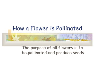 How a Flower is Pollinated
The purpose of all flowers is to
be pollinated and produce seeds
 