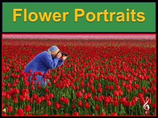 Flower Portraits 